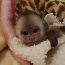 monkeys pet capuchin