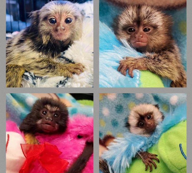 baby green monkey for sale