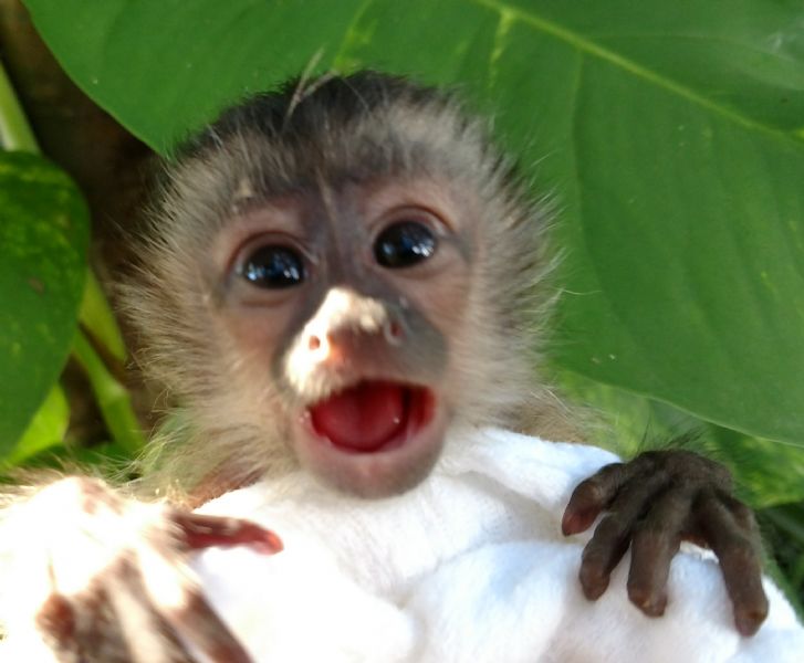 baby green monkey for sale