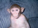 This is my 1 year old rhesus, Natasha.