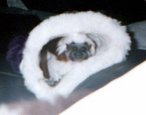 My cotton top tamarin spanky   (dec 11,98-mar 21,00).  Spanky will always have a special place in my heart.