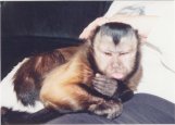 Scooter, Male capuchin 9 yrs. 