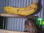 Pygmy Marmoset