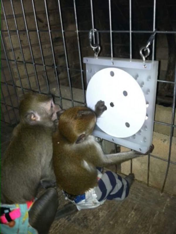 Primate Store The Ultimate Wheel Forager