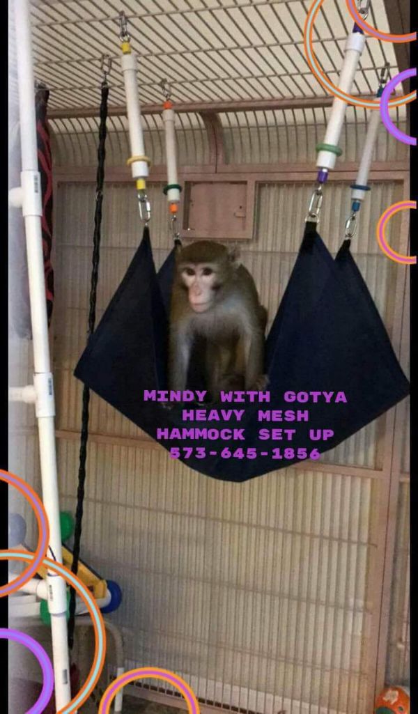 Primate Store Gorilla Mesh Hammocks