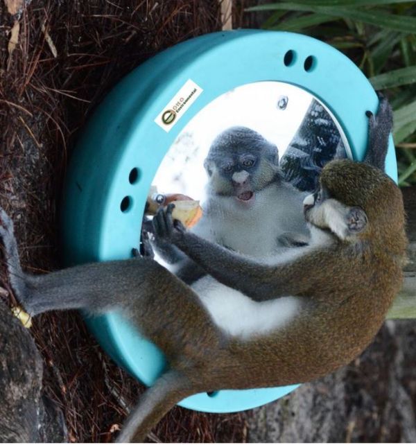 Primate Store ROCKY LOU MIRROR FEEDER 17"x 8.5" Polyethylene