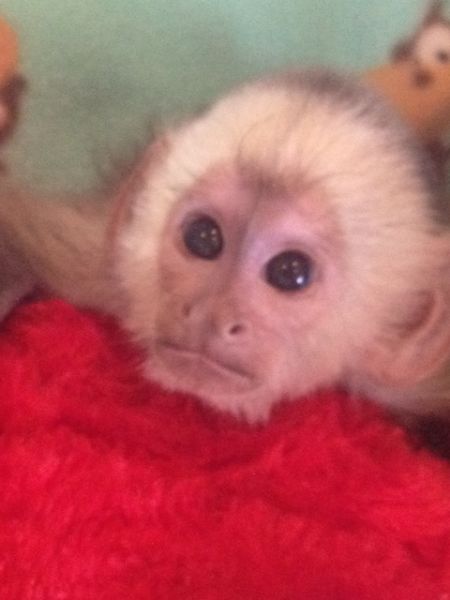 GOYETTE EXOTICS~ for your next baby capuchin call...(561) 795-3663