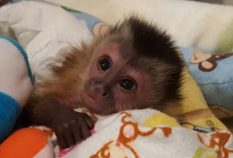 Primate Store Monkeys for sale