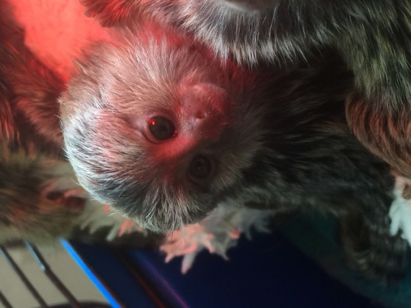 Primate Store Monkeys for sale