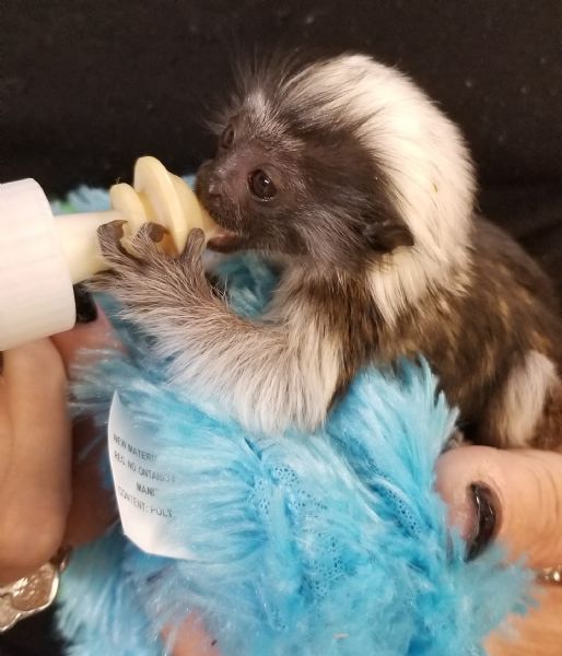 Primate Store Monkeys for sale