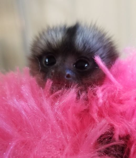 Primate Store Monkeys for sale