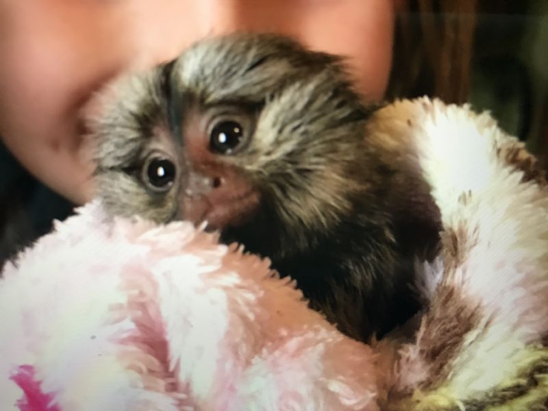 Primate Store Monkeys for sale