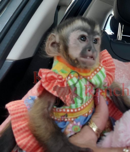 Primate Store Monkeys for sale
