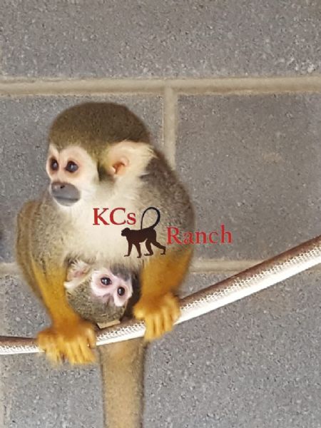 Primate Store - Monkeys for sale