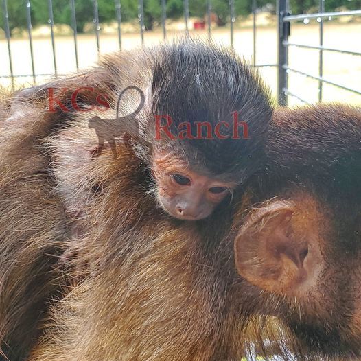 Primate Store - Monkeys for sale