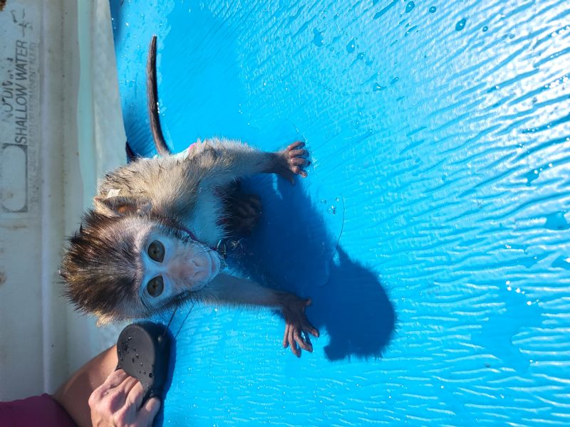 Primate Store Monkeys for sale