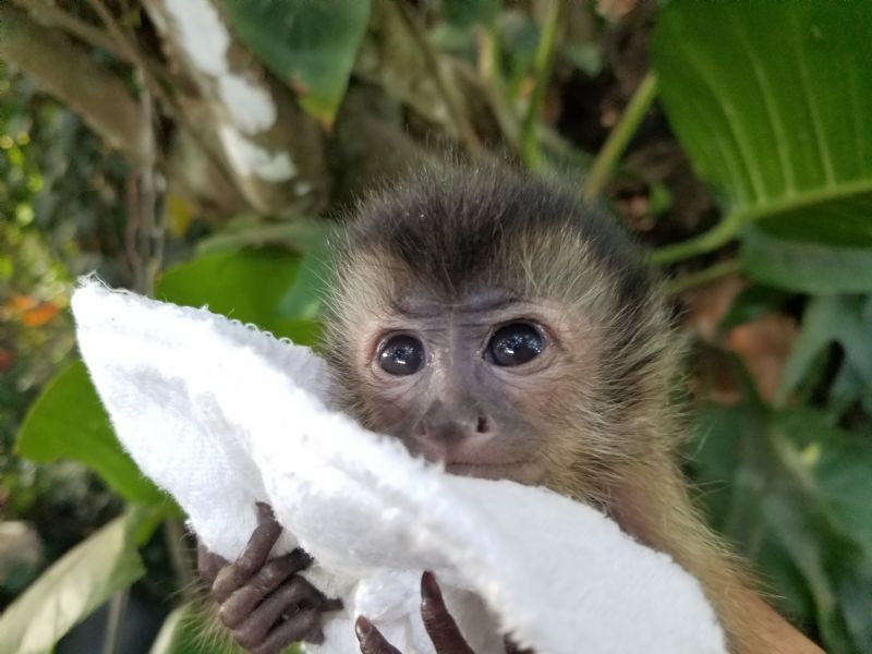 Primate Store Monkeys for sale