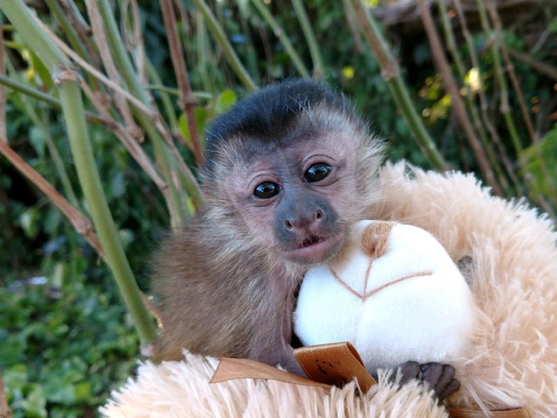 Продажа обезьян. Ручная обезьянка. Маленькие обезьянки. Домашние обезьяны. Маленькие домашние обезьянки.