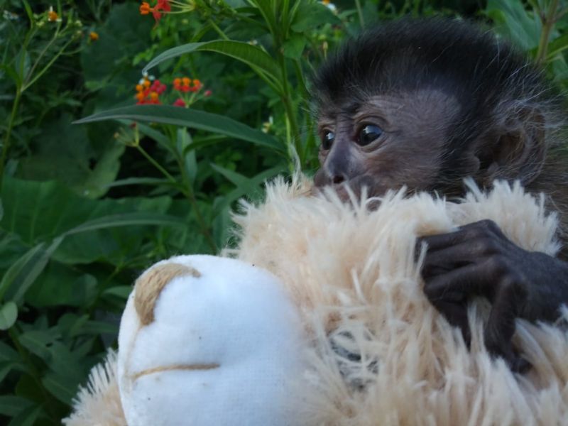 Primate Store Monkeys for sale