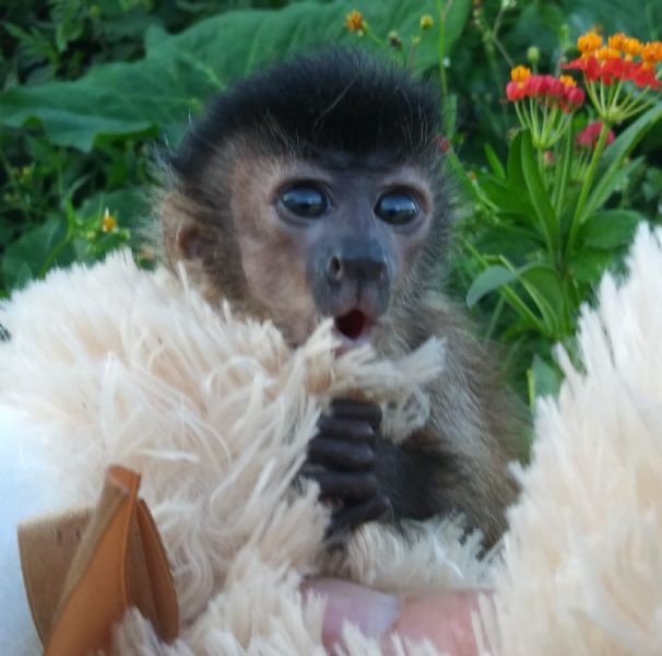 Primate Store Monkeys for sale