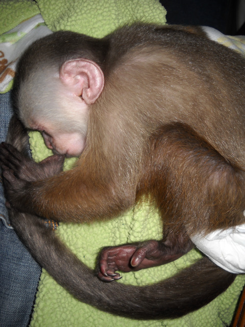 white faced capuchin pet