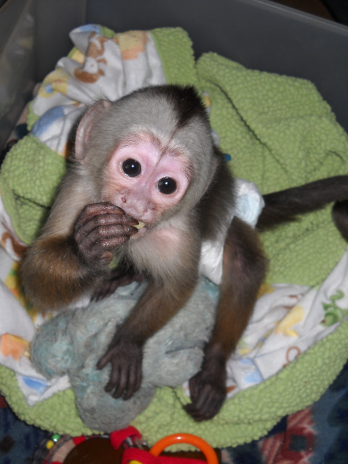 how much does a pet monkey cost in canada