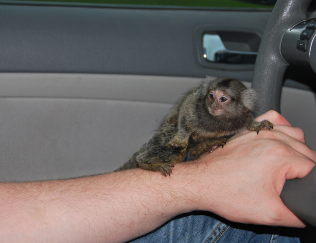 baby pygmy marmoset monkey