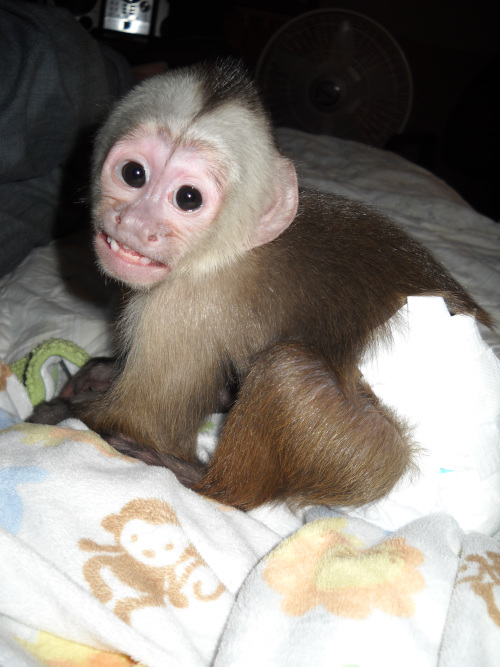 capuchin monkey newborn