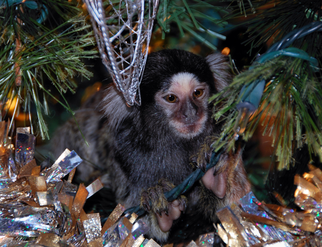 marmoset monkeys for sale
