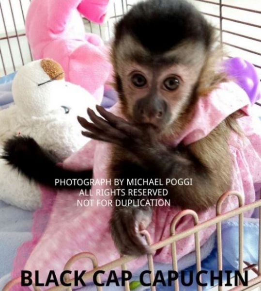 Primate Store Baby Capuchin Monkeys For Sale