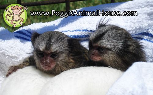 newborn baby marmosets