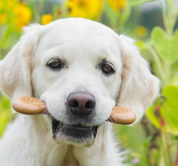 dog peanut butter toy