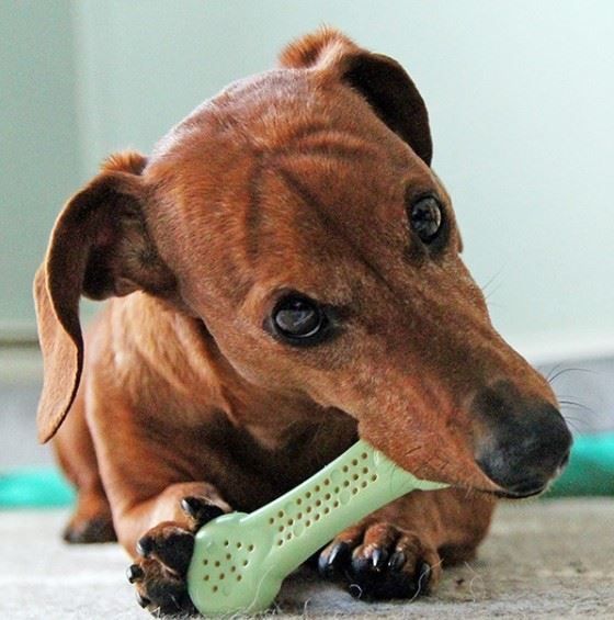 Primate Store Flavorit Breath Bone Mint Infused Dog Chew Toy 4 sizes