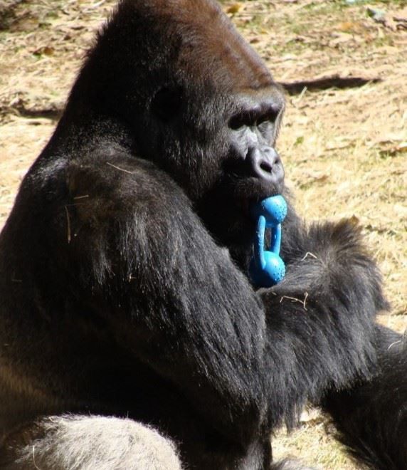 Primate Store Z2 Enrichment toy 6.25" long