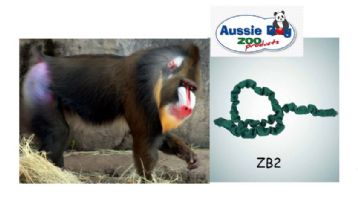 ETACCU Hands Free Dog Lead For 2 Dogs - Adjustable Waist Belt With Pouch, Bungee Leashes, Reflective, Heavy-Duty Handle